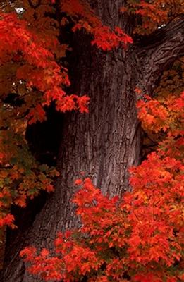 maple tree2.jpg